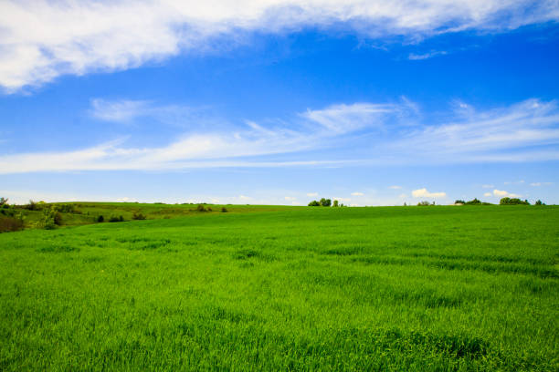 Endless grass field on a sunny spring day. Green and blue nature background. Rural landscape.