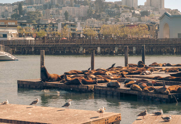 istock Seagulls watch sea lions sunbathing at sunset 2167203635