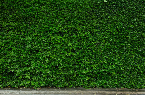 The background image of a fresh green lawn at the bottom has a small path edge. see the details of the grass texture