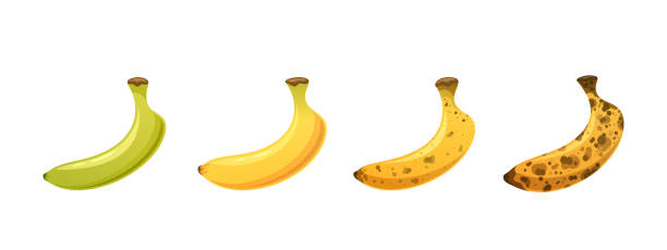 istock Four Bananas At Different Stages Of Ripeness, Starting From Green And Unripe, Progressing To Fully Yellow And Ripe 2167204581