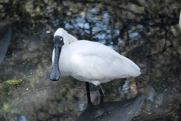istock the royal spoonbill is a tall white bird with a black spoon shaped bill 2167206202