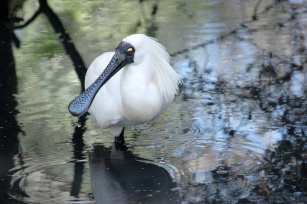 istock the royal spoonbill is a tall white bird with a black spoon shaped bill 2167206203