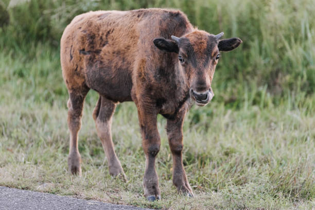 A baby bison walking on the side of a road at the Elk and Bison Prairie located in Kentucky