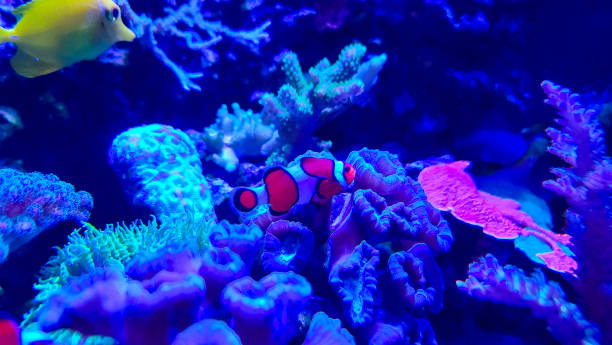 istock Vibrant Clownfish in a Coral Reef 2167206225