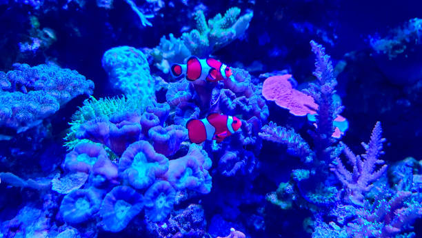 Vibrant Clownfish Amidst a Coral Reef