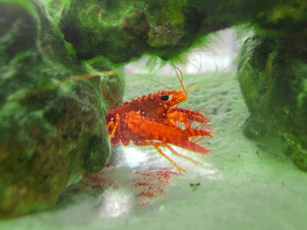 A vibrant orange crayfish perches on a rock in a freshwater aquarium, its antennae twitching curiously.