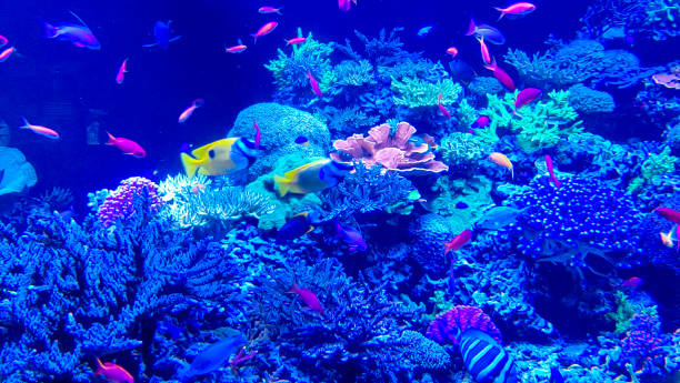 istock Vibrant Underwater Coral Reef Ecosystem 2167206281