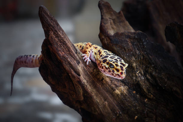 istock close up of a pet leopard gecko with blurred background 2167206315