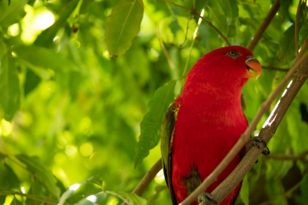 The chattering lory has a red body and a yellow patch on the mantle. The wings and thigh regions are green and the wing coverts are yellow.