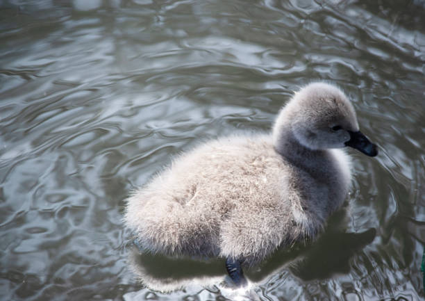 istock the cygnet is swimming 2167206373