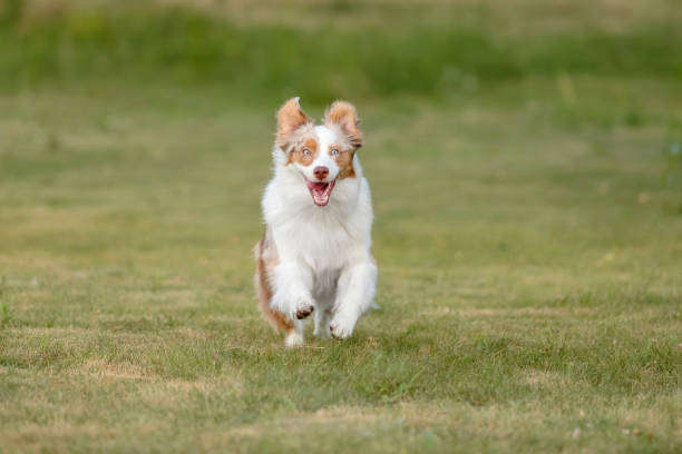 istock Australian Shepherd Dog Running on Grassy Field 2167207524