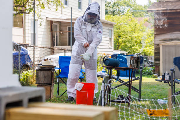 istock Elderly beekeeper dons protective white suit and gear, putting on gloves before inspection 2167208986