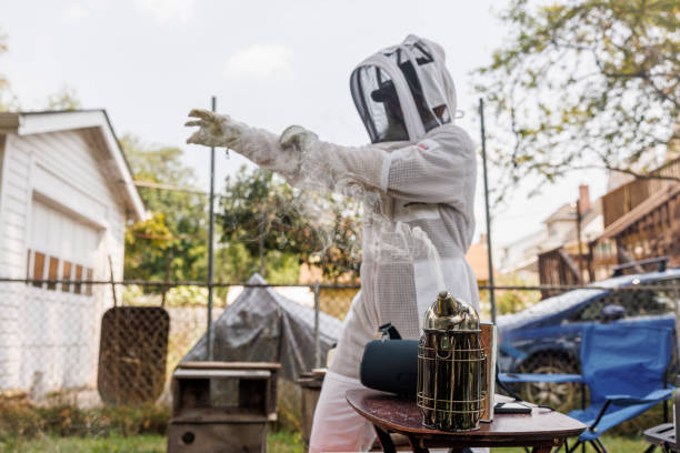 Beekeeper wearing white protective suit and mesh helmet prepares for apiary inspection. Figure adjusts equipment with gloved hands. Smoker for calming bees rests on nearby table. Outdoor setting indicates backyard or small-scale beekeeping operation.