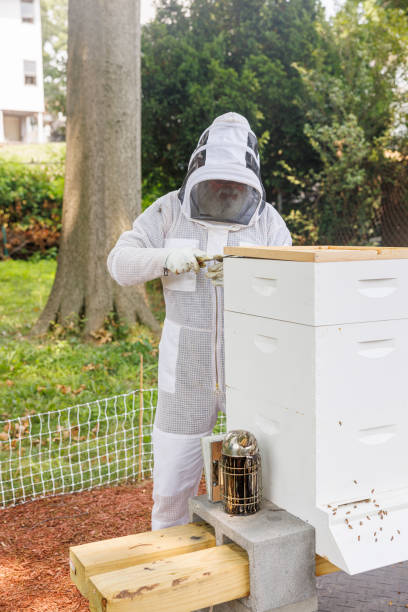 istock Inspecting beehive frames. Senior beekeeper in protective gear opening hive with hive tool 2167209000