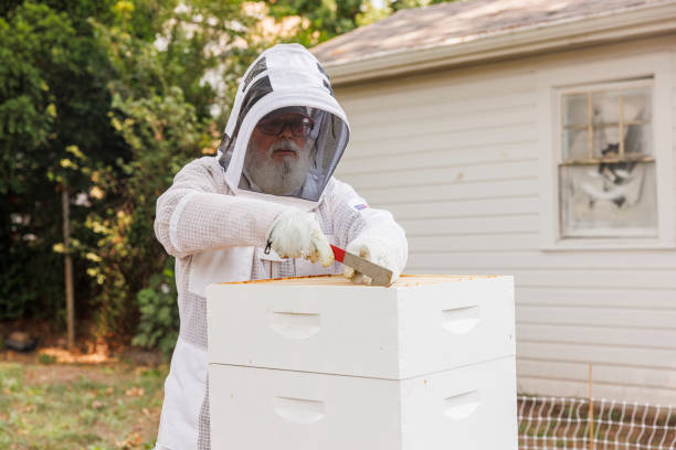 istock Senior Latinx beekeeper in protective suit using knife to backyard hive, pruning wax 2167209001
