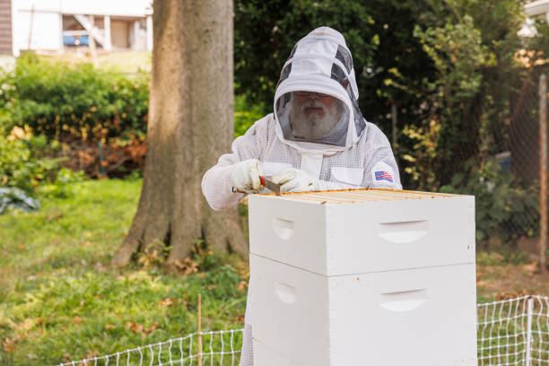 istock Local beekeeper manages hive, using hive tool to open it in protective gear. 2167209004