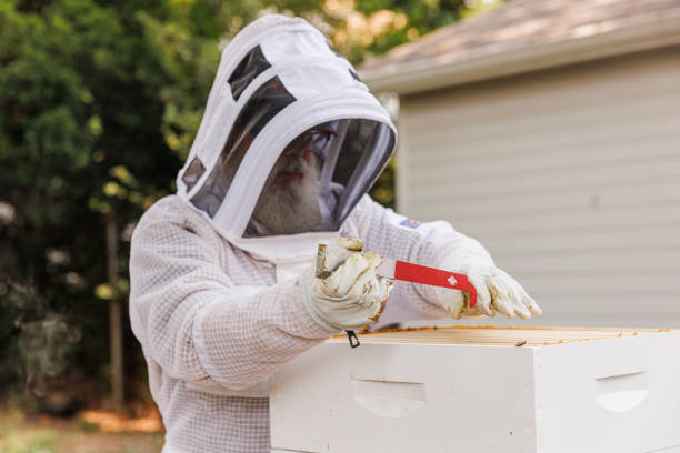 istock Apiarist in gear cuts wax with a knife to remove frames in apiary 2167209010