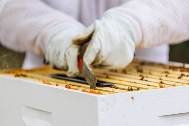 Gloved hands of a beekeeper carefully examine a wooden beehive frame covered with honeycomb and crawling bees. Hive tool in use demonstrates precise maintenance work. Scene captures intimate connection between beekeeper and bee colony in backyard apiary setting.