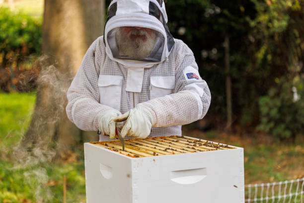 istock Inspecting beehive frames. Senior Latino beekeeper tends to backyard apiary, remove wax with knife in New Jersey. 2167209023