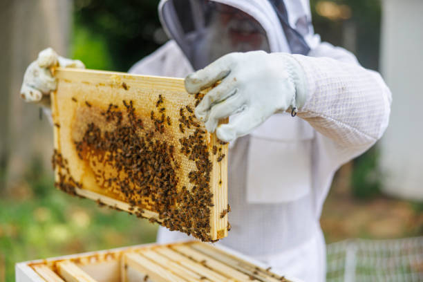 istock Honey frame inspection and maintenance. Apiarist examines bees work in backyard hive. 2167209040