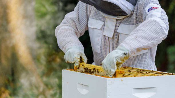 istock Inspecting honeycomb frame. Beekeeper taking out hive frames with bees in apiary. 2167209044