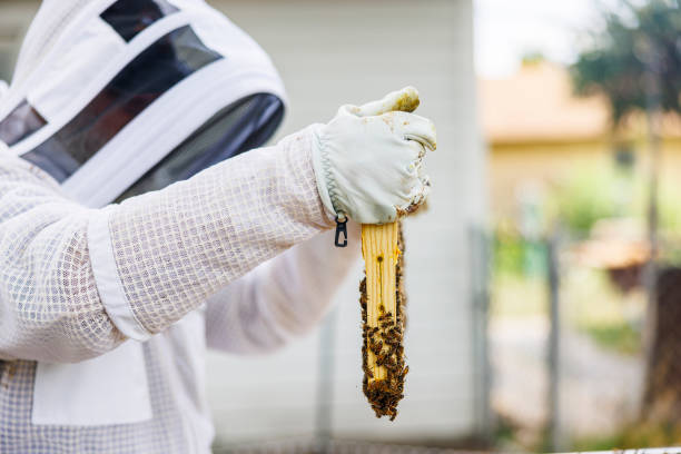 Beekeeper in full protective gear examines honeycomb frame from hive. Gloved hands hold frame covered with bees and filled with honey. Close-up view highlights intricate work of beekeeping and honey production. White protective suit and veil ensure safety during bee management.