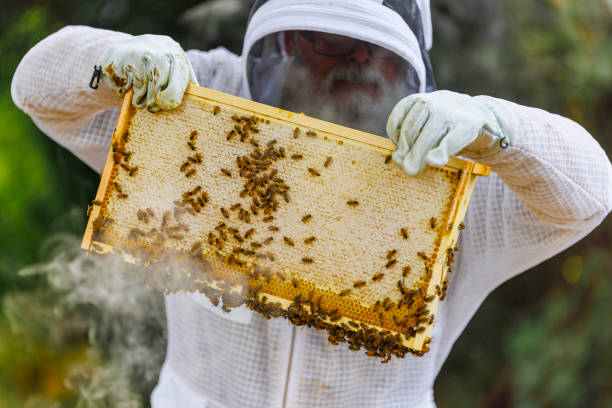 istock Senior Latino beekeeper in protective gear examines hive honeycomb on frames in backyard apiary. 2167209048