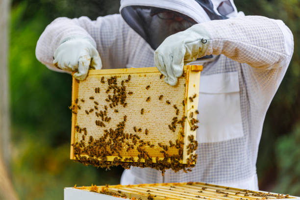 istock Hive examining. Beekeeper examines honeycomb frame in outdoor apiary. 2167209050