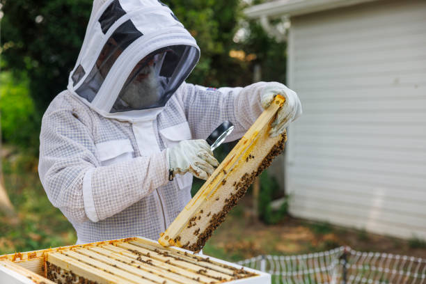 istock Inspecting honeycomb for larvae quality. Senior Latino beekeeper watching frames through magnifier with backlight in apiary in New Jersey. 2167209056