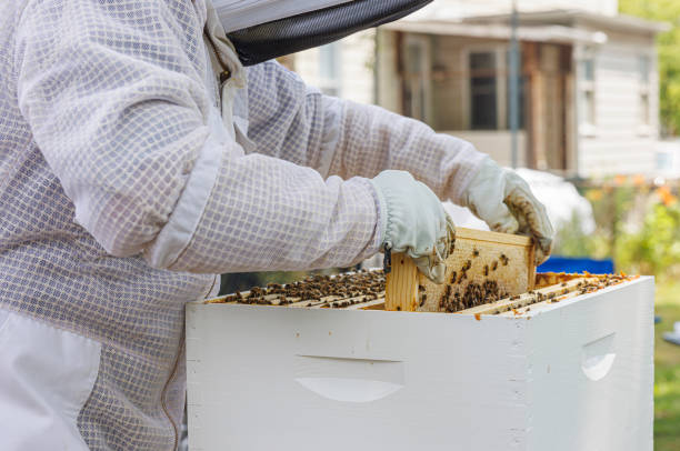 Senior Latino man in protective gear examines a beehive frame covered with honeybees. He works in a backyard apiary with white wooden hive boxes. Wearing a mesh veil and gloves, he holds up a frame to inspect the bees and honeycomb structure. This scene depicts a hobby beekeeper managing his hives on a sunny day in a residential area.