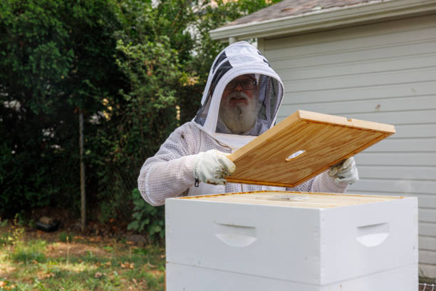 istock Hive inspection underway. Senior Latino beekeeper examines backyard apiary in New Jersey 2167209085