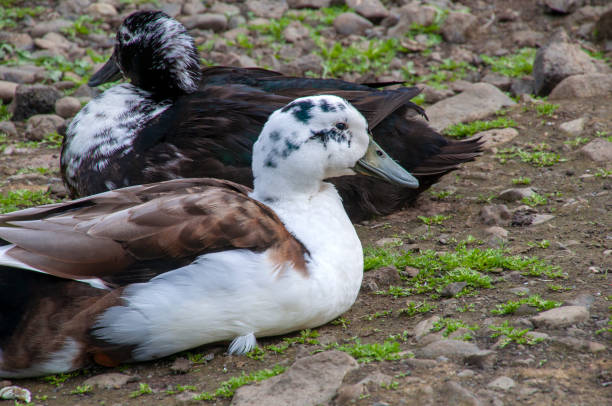 istock Ducks sitting on ground in farmyard 2167211661