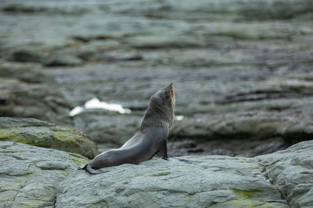 Fur seal stretching at the beach in Kaikoura, New Zealand. This pose is very similar to a typical yoga stretch pose, called the upward-facing-dog.