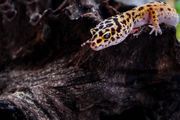 istock close up of a pet leopard gecko with blurred background 2167212958