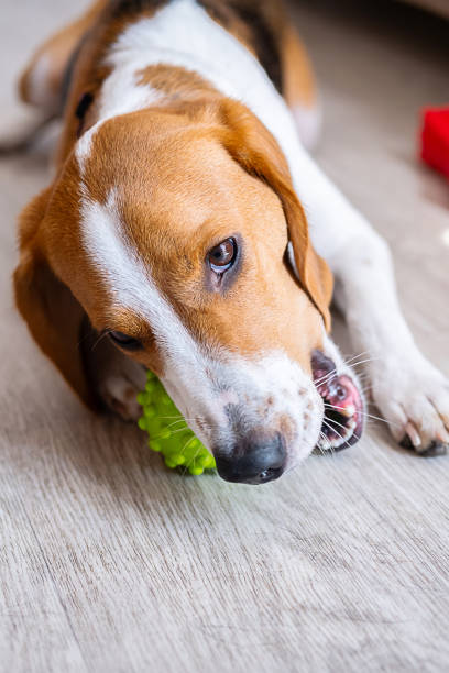 istock Beagle biting toy on wooden floor at home. Pets behavior and indoor activity concept. 2167212982