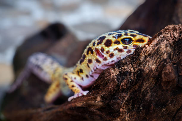 istock close up of a pet leopard gecko with blurred background 2167213006