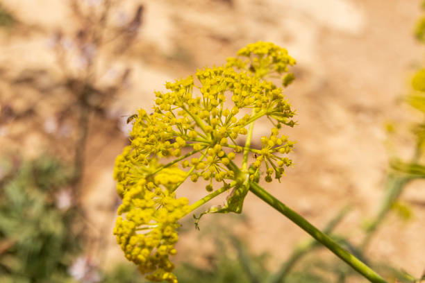 Selective focus