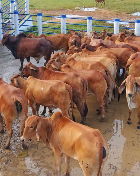 istock cows and farms 2167218355