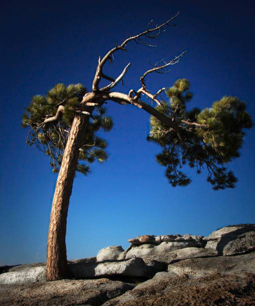 istock Lone Pine on Sentinel Dome, Yosemite 2167219039