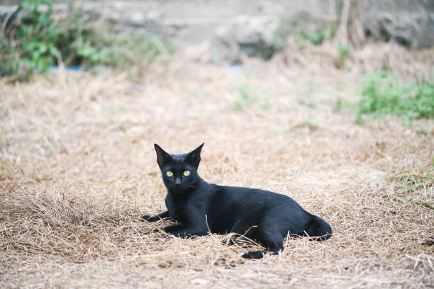 istock Black cats are laying on straw 2167219537