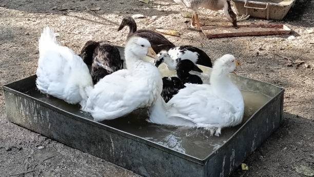 istock Goslings are playing in the water. 2167220811