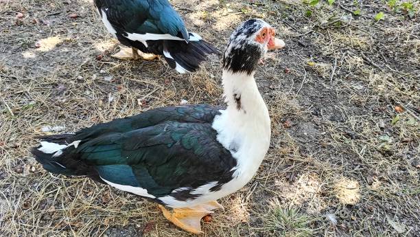 istock Large and strong Bali duck 2167221252