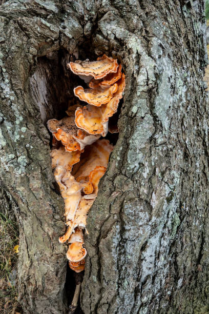 istock Laetiporus sulphureus (Chicken of the Woods) mushrooms 2167222413