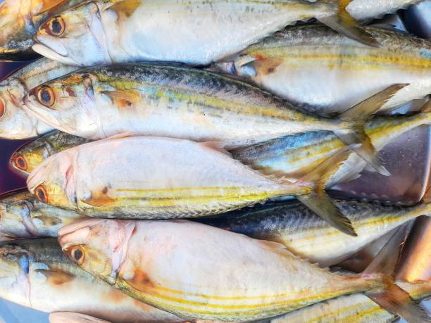 istock Display of Indian mackerel or Rastrelliger kanagurta (Latin). 2167223293