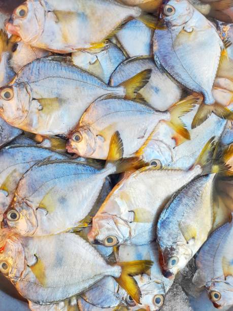 istock High-angle view of pony fish or leiognathus equulus (Latin). 2167223298