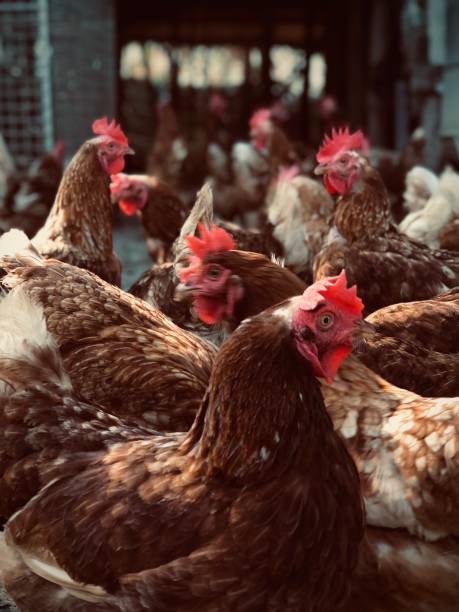 istock many chickens in organic farm 2167224833