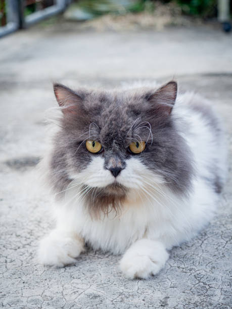 istock Perched Munchkin cat on concrete floor 2167225940