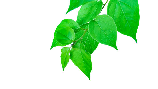 istock A precisely clipped Bougainvillea glabra leaf image with accurate clipping paths, set against a white background, 2167227102