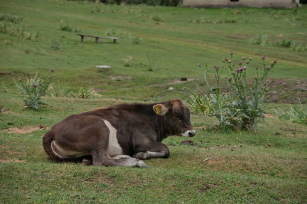 istock Cow in the meadow 2167228346