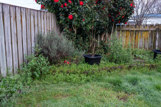 Weeds Taking Over Residential Garden